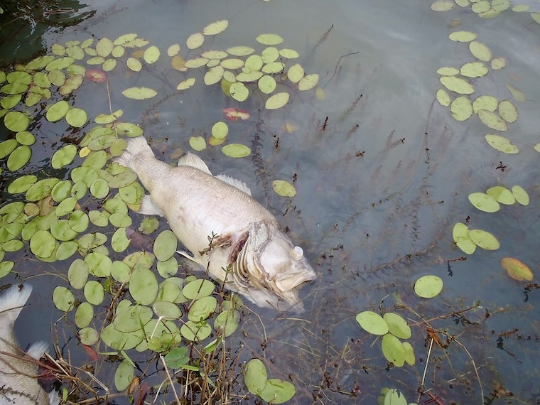 Fish like big bass are susceptible to low levels of dissolved oxygen in the water. (Photo courtesy of Florida Fish and Wildlife)