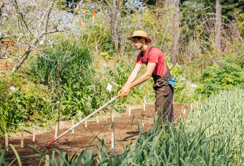 Student worked at Chadwick's garden