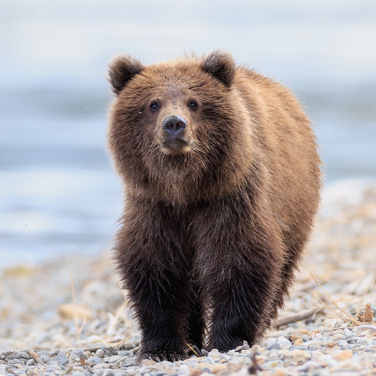 Brown bears, which the iconic grizzly is a subspecies of, have been listed by the Endangered Species Act as threatened since 1975. In the late 1800s, the brown-bear population throughout the lower 48 U.S. states was estimated at over 50,000. Today, there are fewer than 2,000.