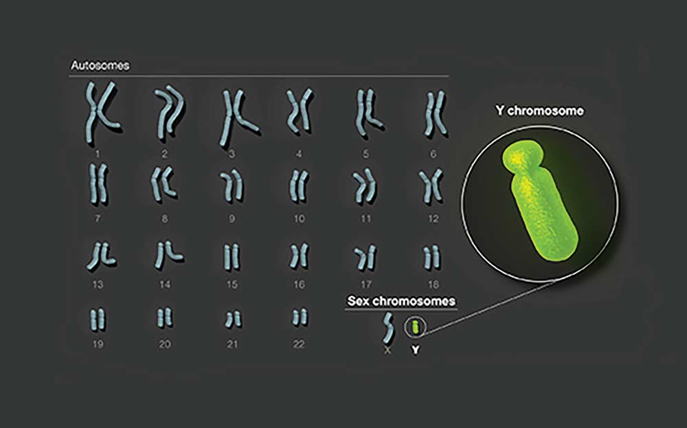 Human Y chromosome