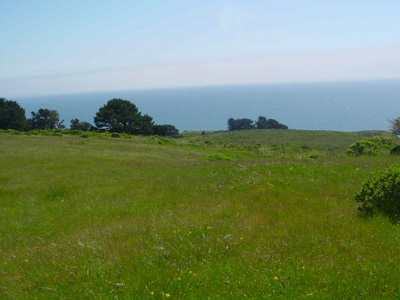 New research studied the rate of response to climate change in California grasslands by using combined long-term datasets from sites like this one in Swanton, California, which has been monitored by UC Santa Cruz scientists since 1999. Photo: courtesy of Karen Holl