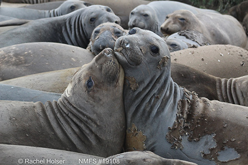 UC Santa Cruz researchers say biologging devices can test our theories of how the natural world works, not just track animal behavior. (Photo by Rachel Holser)