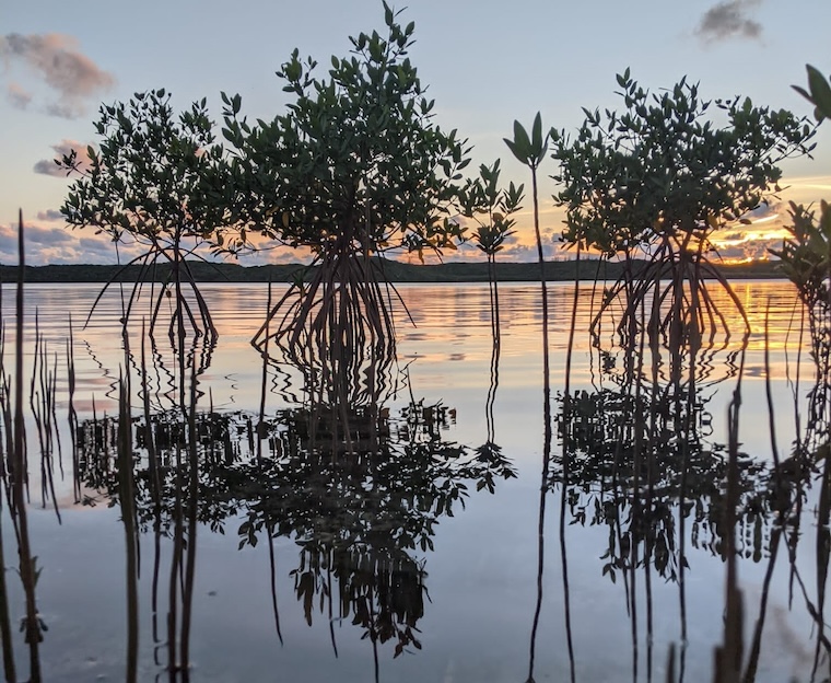 Mangroves in Alice Town, Bahamas (Photo by Jessica Kendall-Bar, UC San Diego)