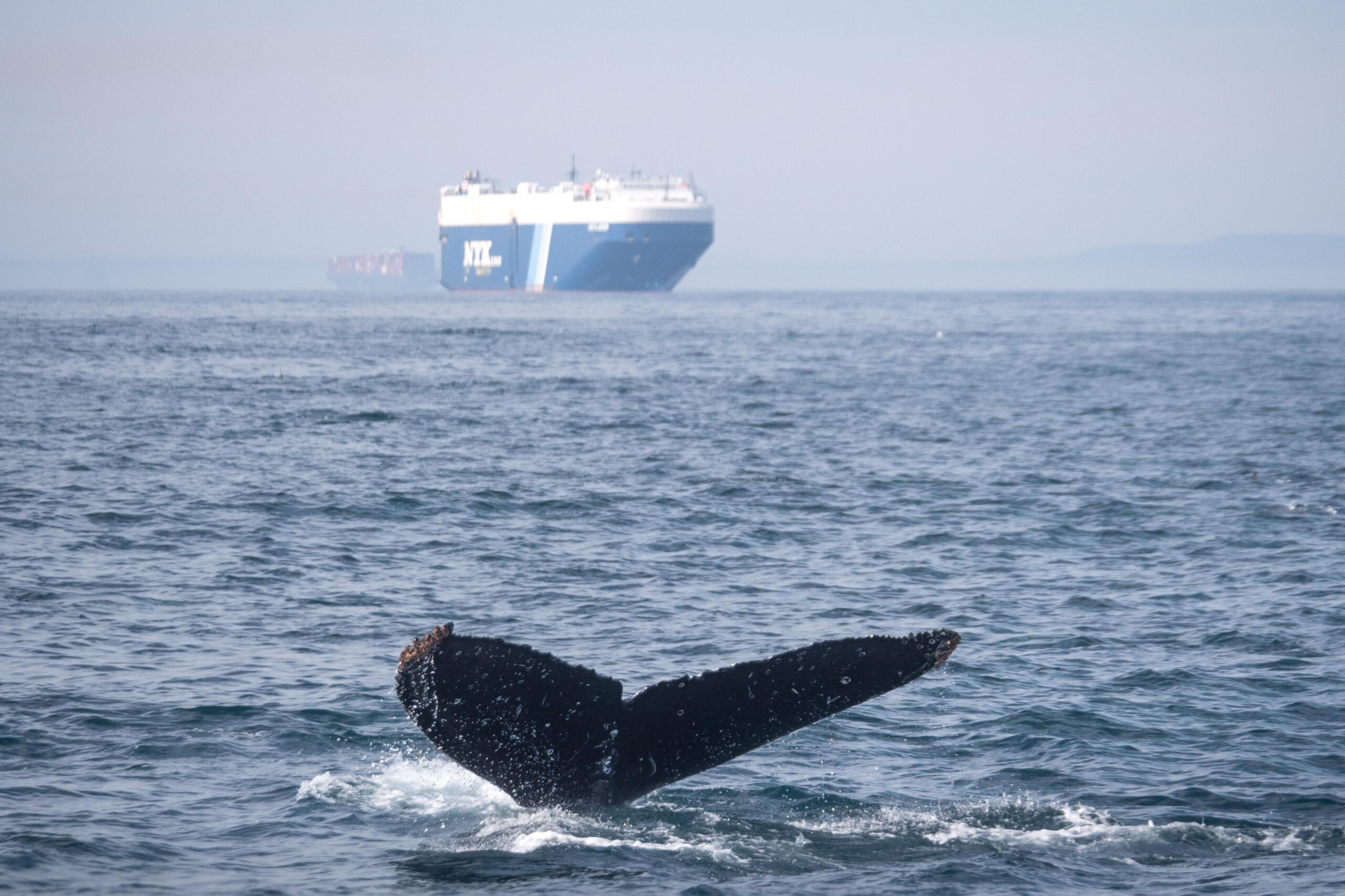 A humpback whale in front of cargo ships in the Santa Barbara Channel, off the California coast. (Credit: Adam Ernster)