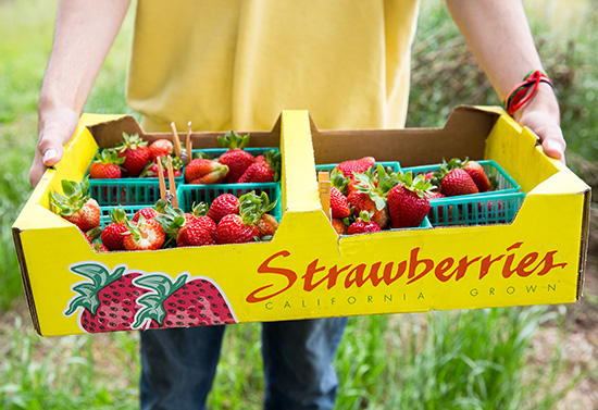 A team of researchers led by Professor of Electrical and Computer Engineering Ricardo Sanfelice are developing technological innovations to support berry monitoring, harvesting, and shipment across the world. (photo by Carolyn Lagattuta)