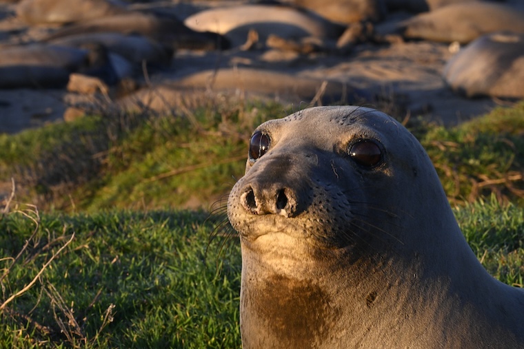 Northern elephant seal at Año Nuevo Natural Reserve. (Credit: Dan Costa; photo taken under research permit NMFS 23188)