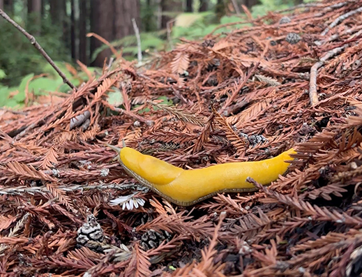 UC Santa Cruz researchers have published the first complete genome of a banana slug, the school's beloved mascot. (photo by Nick Gonzales)