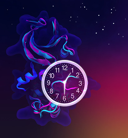 Casein kinase 1 (CK1) regulates a core clock protein called PERIOD. A new study explains how mutations in either CK1 or PERIOD can throw off the timing of biological clocks in animals from fruit flies to humans. (Illustration by Clarisse Ricci/UCSD)